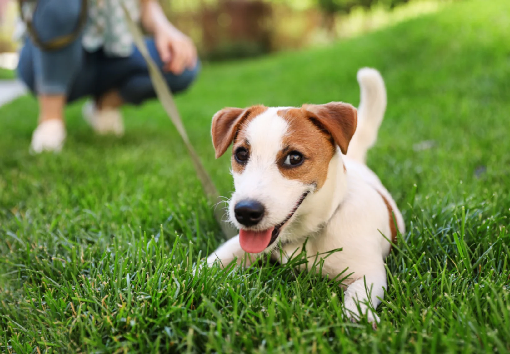 Jack Russell Terrier dog on green grass